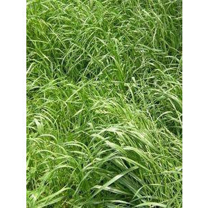 Wrens Abruzzi Winter Rye Grain Seed