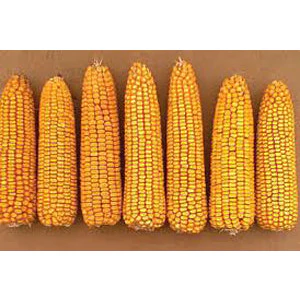 Yellow Dent Corn Seeds