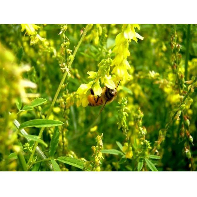 Yellow Sweet Blossom Clover Seed