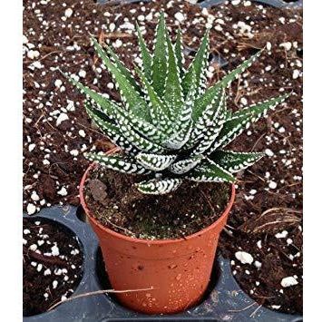 Zebra Plant Succulent - 2.5"