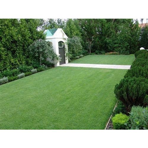 SeedRanch Zoysia Grass Seed